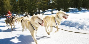 Dog sled